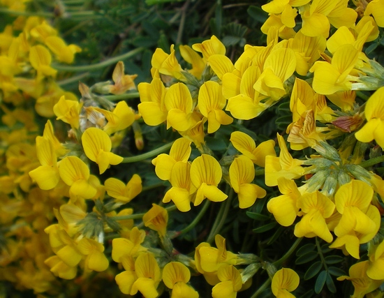 Hippocrepis cfr.comosa