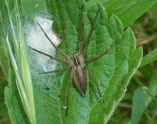 Pisaura sp. ed Heliophanus sp.