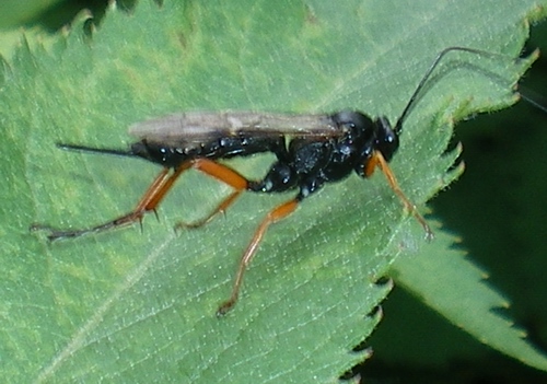 Pimpla sp. (Ichneumonidae)