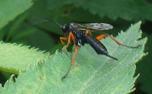 Pimpla sp. (Ichneumonidae)