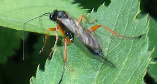 Pimpla sp. (Ichneumonidae)