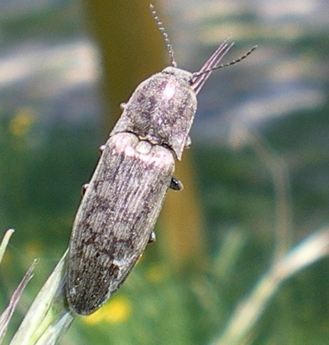 Actenicerus siaelandicus (Elateridae)