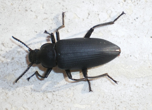 Zophobas atratus (Tenebrionidae)