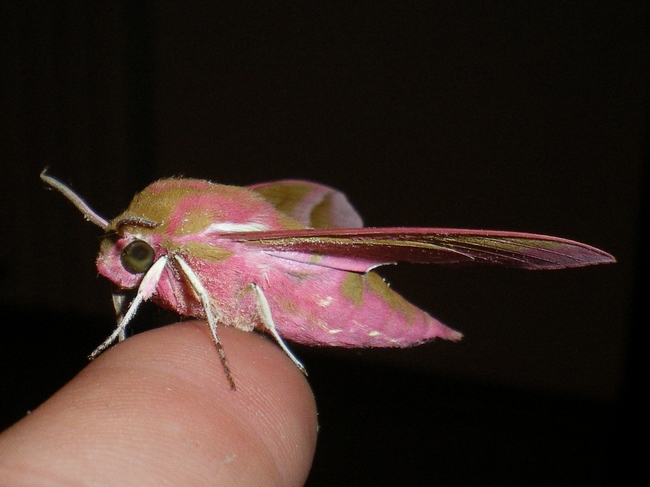 Lady in pink: Deilephila elpenor
