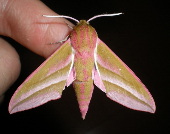 Lady in pink: Deilephila elpenor