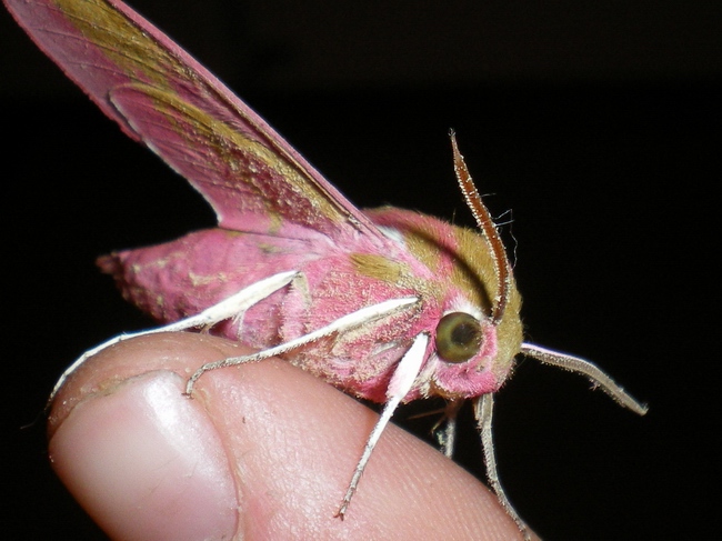 Lady in pink: Deilephila elpenor