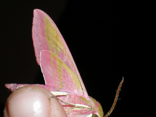 Lady in pink: Deilephila elpenor