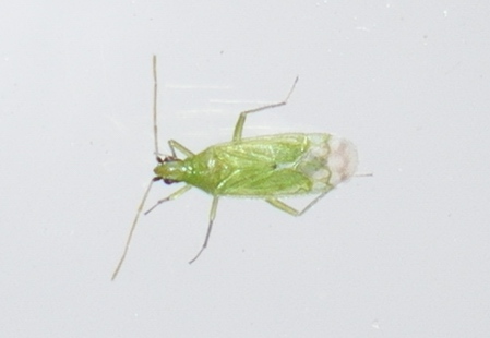 Miridae: Macrolophus cfr. pygmaeus delle Marche