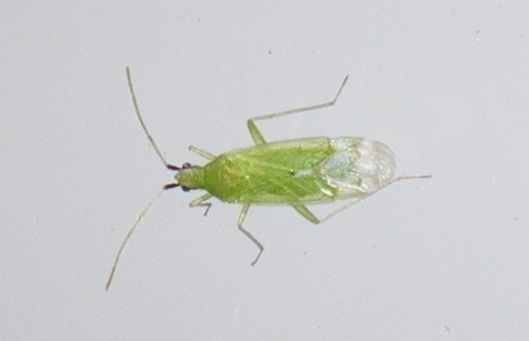 Miridae: Macrolophus cfr. pygmaeus delle Marche