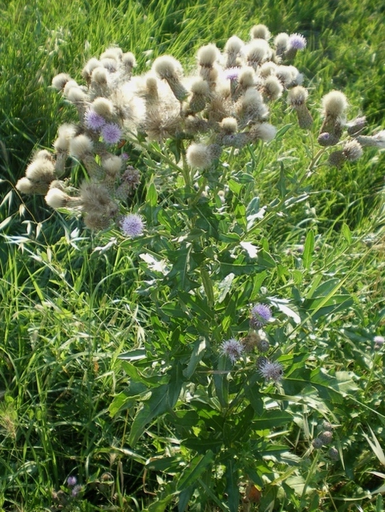 Cirsium arvense