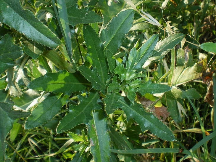 Cirsium arvense