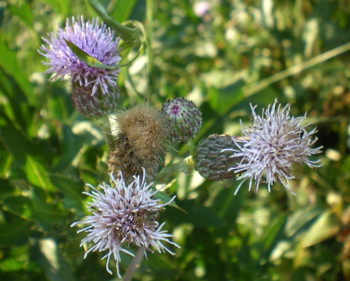 Cirsium arvense