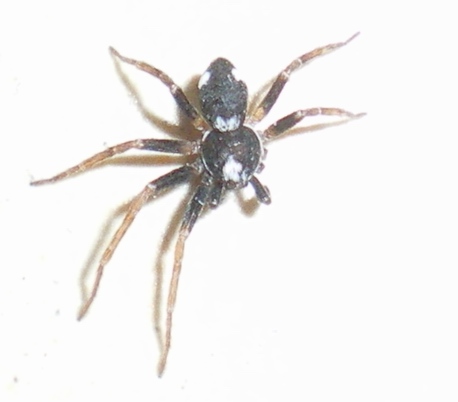 Philodromus sp.