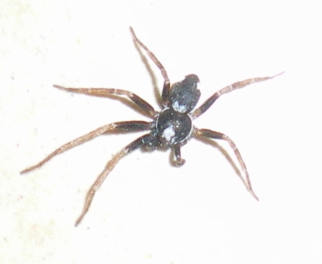 Philodromus sp.