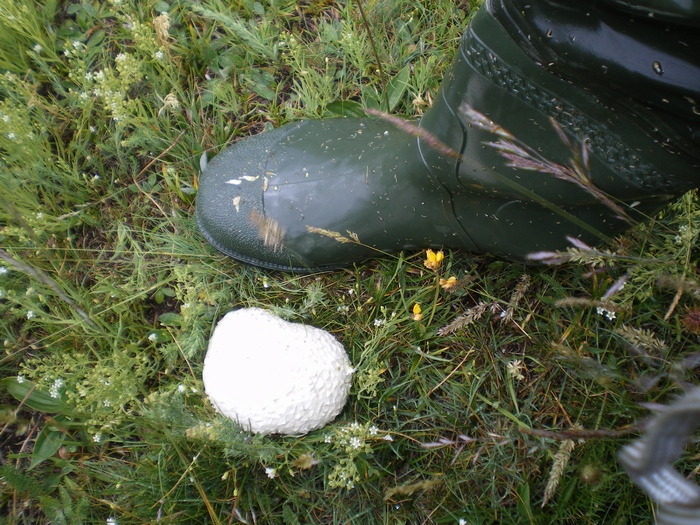 Funghi da ID (B. luridus + L. utriforme)