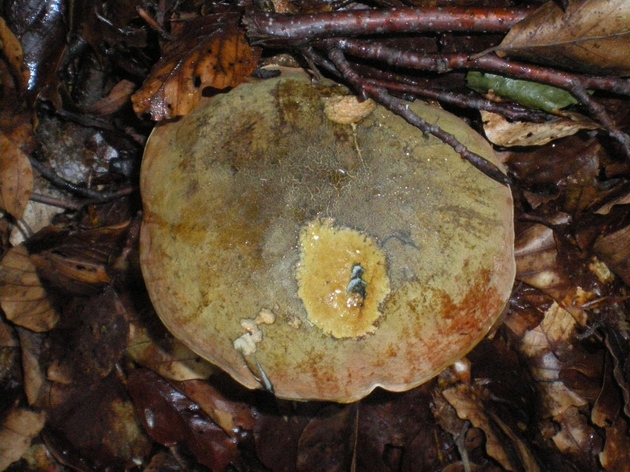 Funghi da ID (B. luridus + L. utriforme)