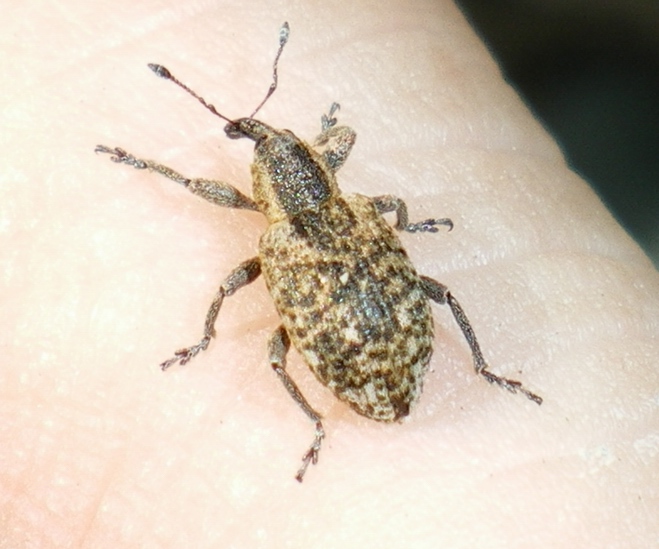 Hypera rumicis