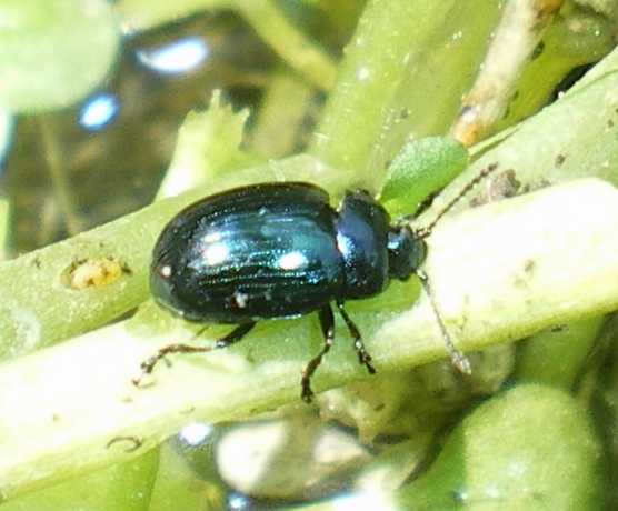 Phaedon cochleariae (Chrysomelidae)