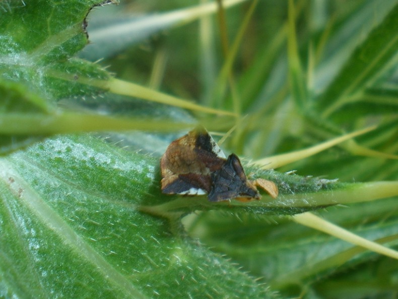 Phymata (Phymata) crassipes??