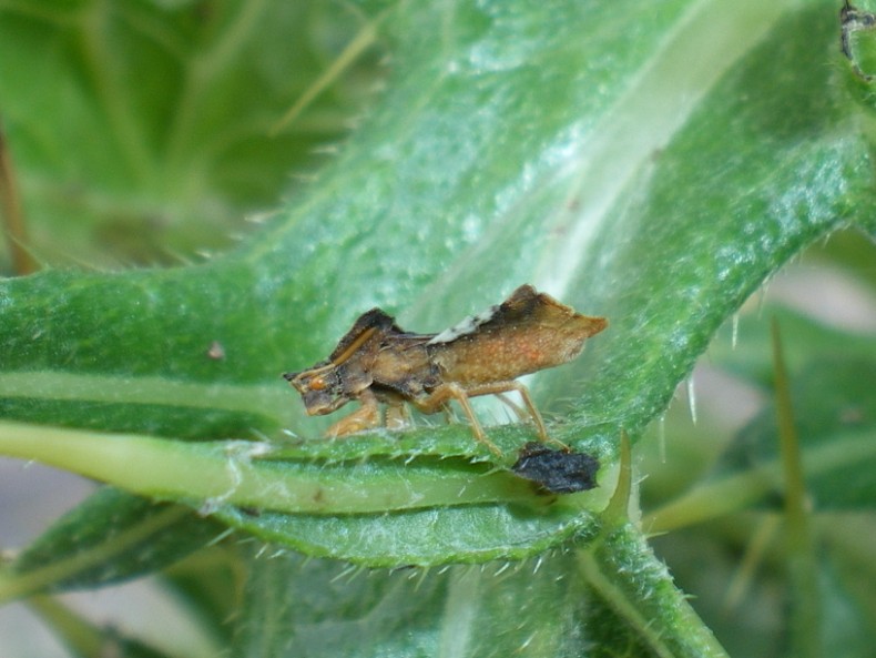 Phymata (Phymata) crassipes??