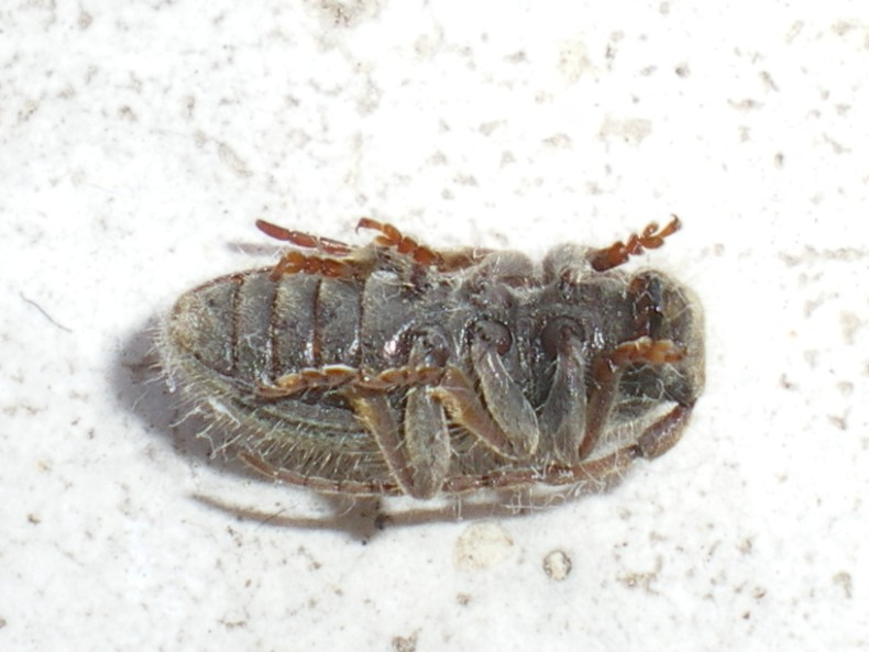 Parmena pubescens