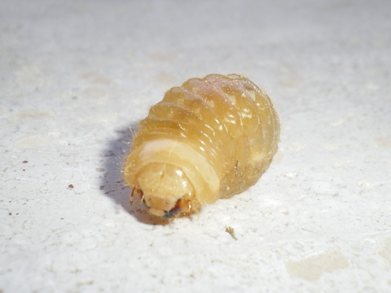 Ma che larva ?????? Vesperus luridus