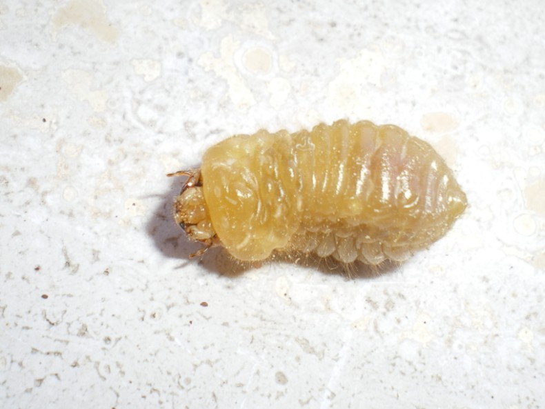 Ma che larva ?????? Vesperus luridus