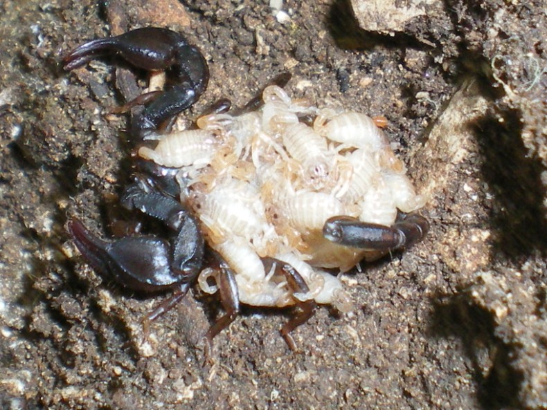 Euscorpius spp.  con prole