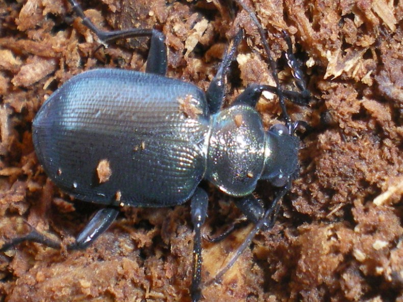 Calosoma inquisitor