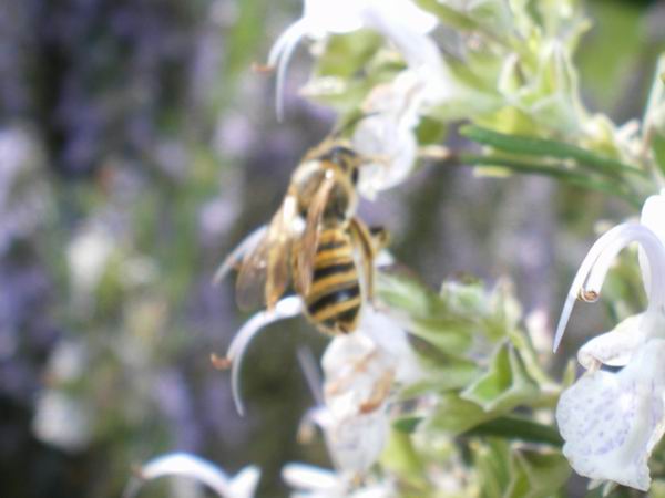 femmina di Apidae Halictinae