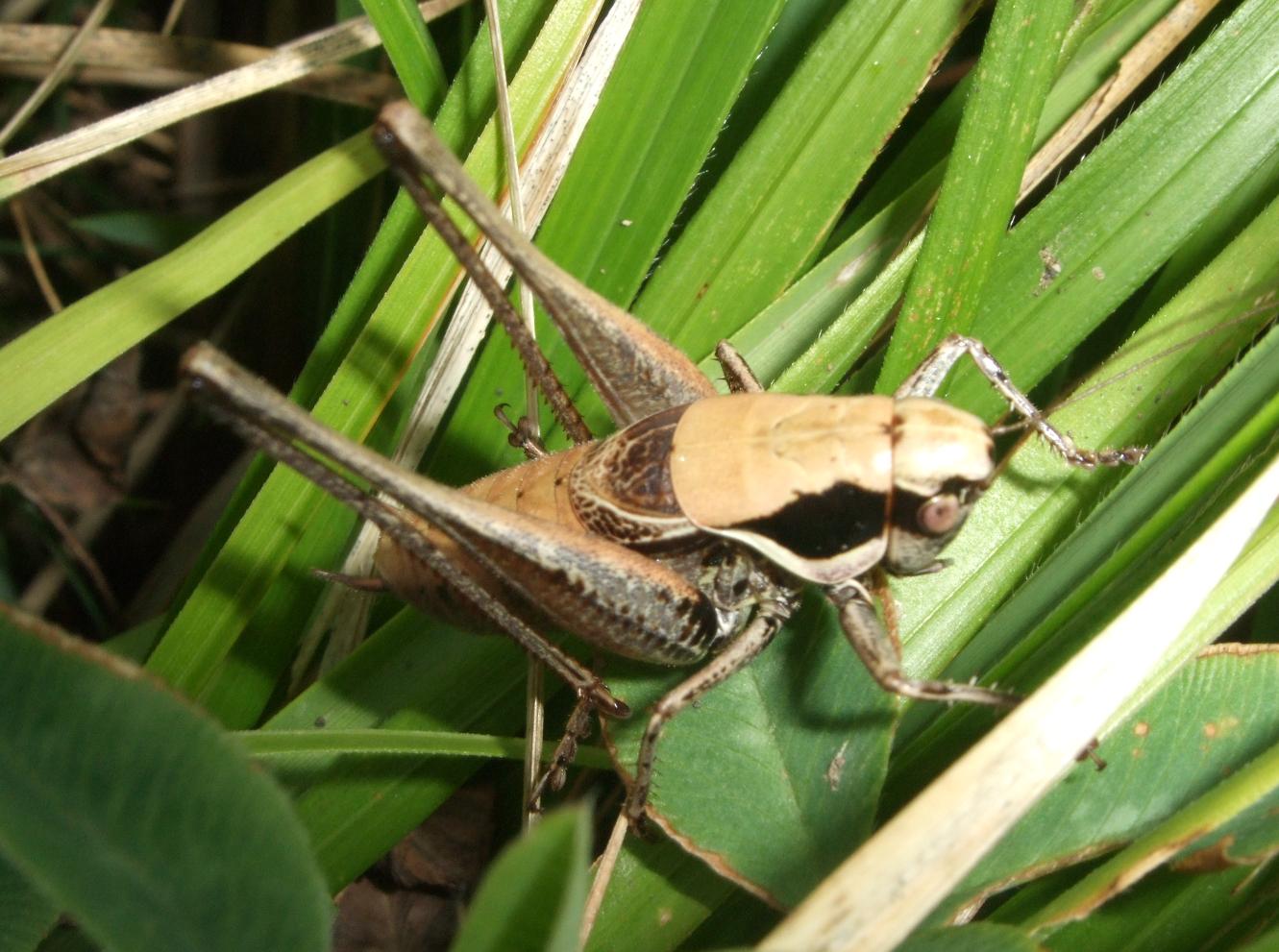 Pholidoptera fallax (Tettigoniidae)