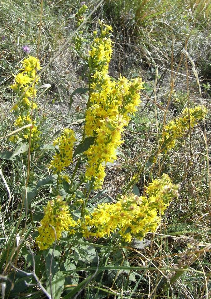 Solidago virgaurea e Lathyrus sp.