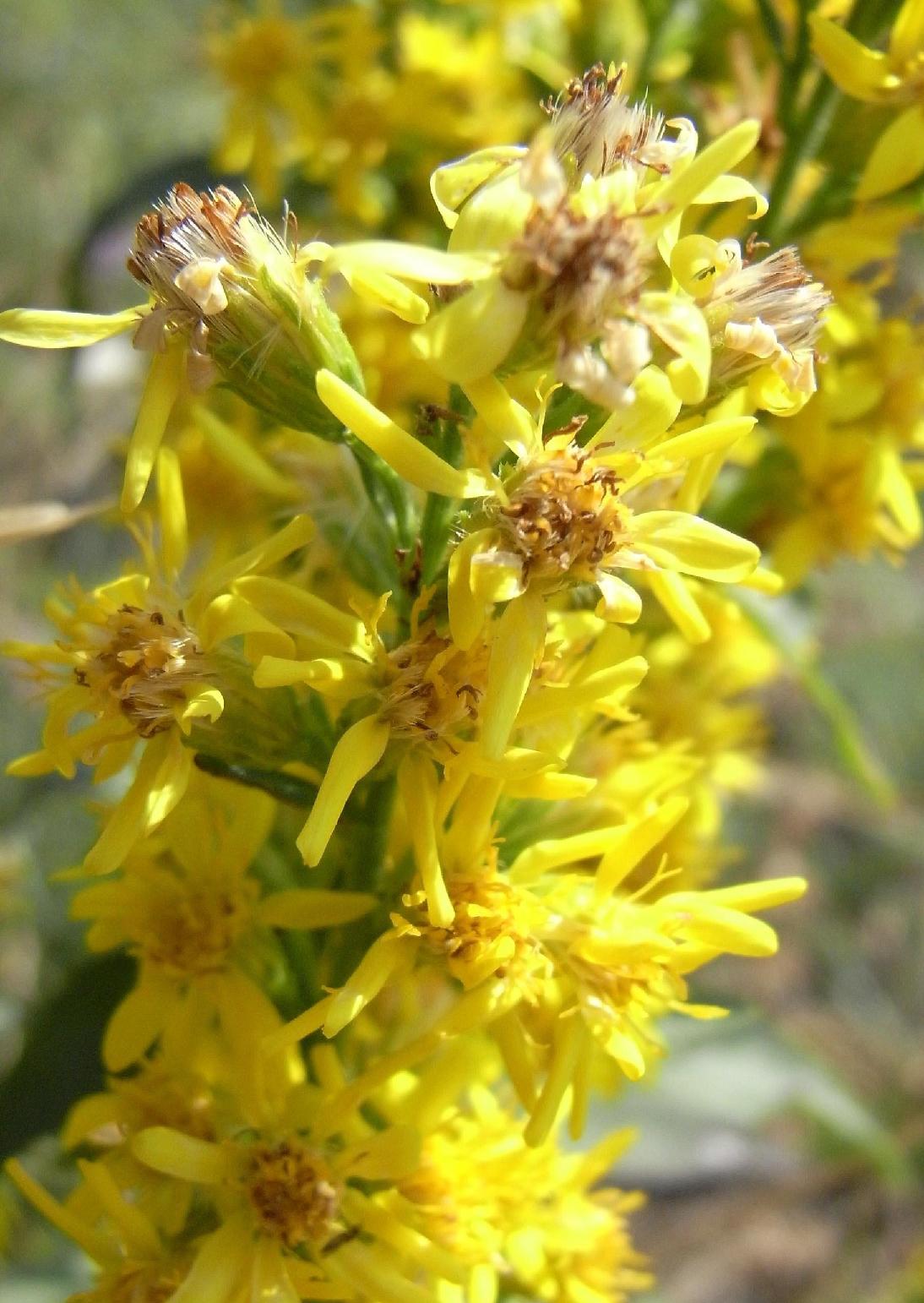 Solidago virgaurea e Lathyrus sp.