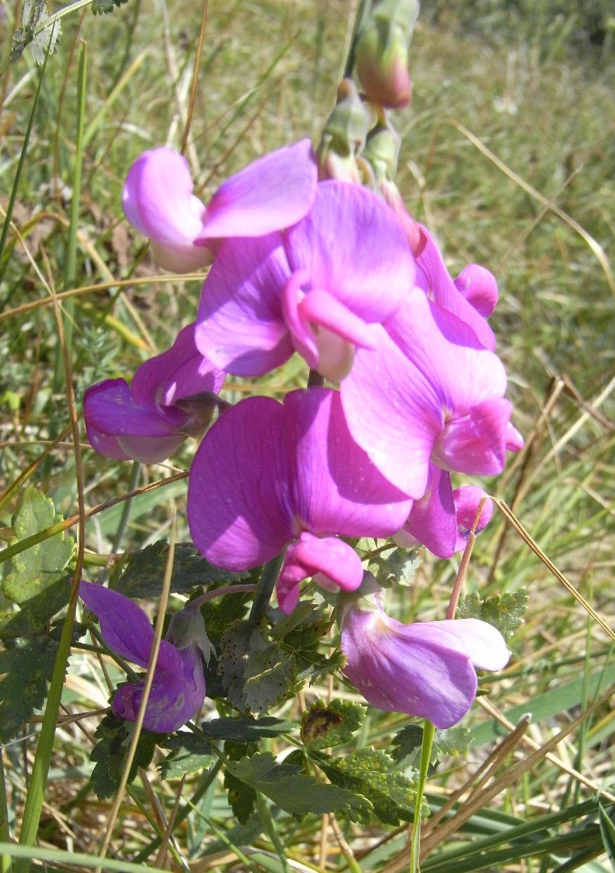 Solidago virgaurea e Lathyrus sp.