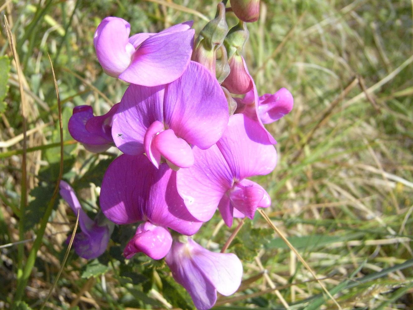 Solidago virgaurea e Lathyrus sp.