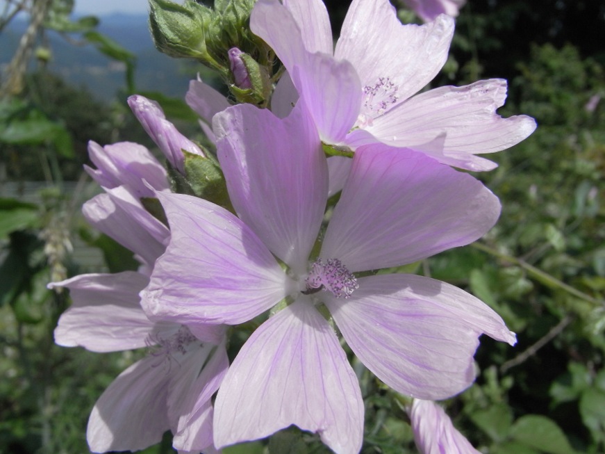 Malva moschata / Malva moscata