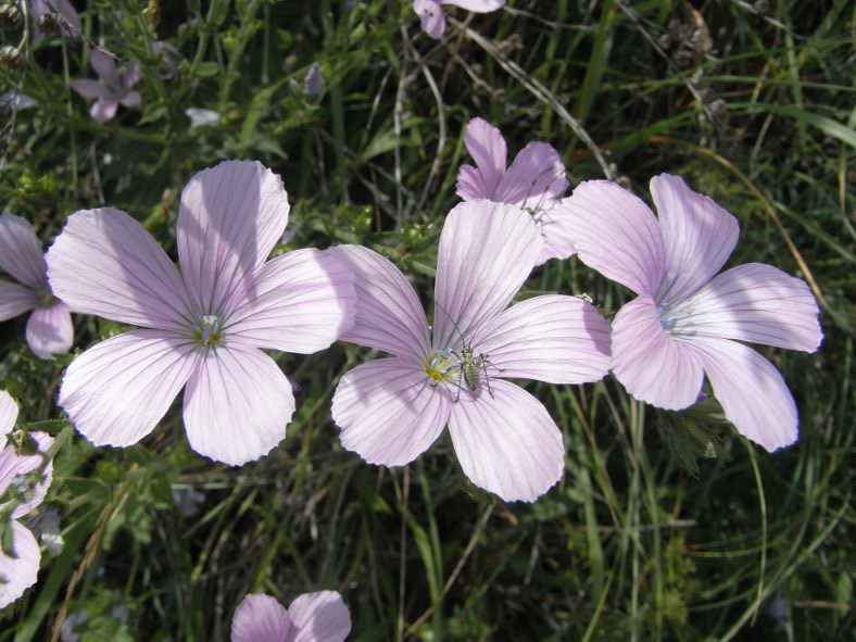 Linum viscosum L.