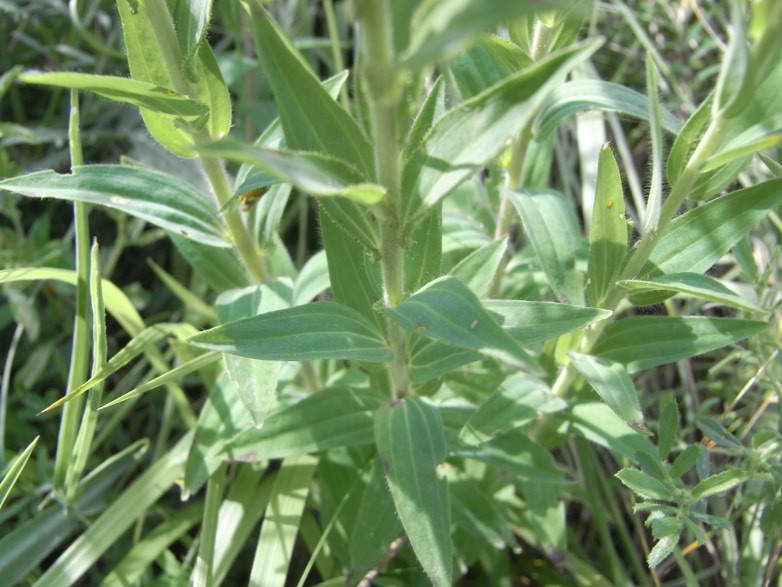 Linum viscosum L.