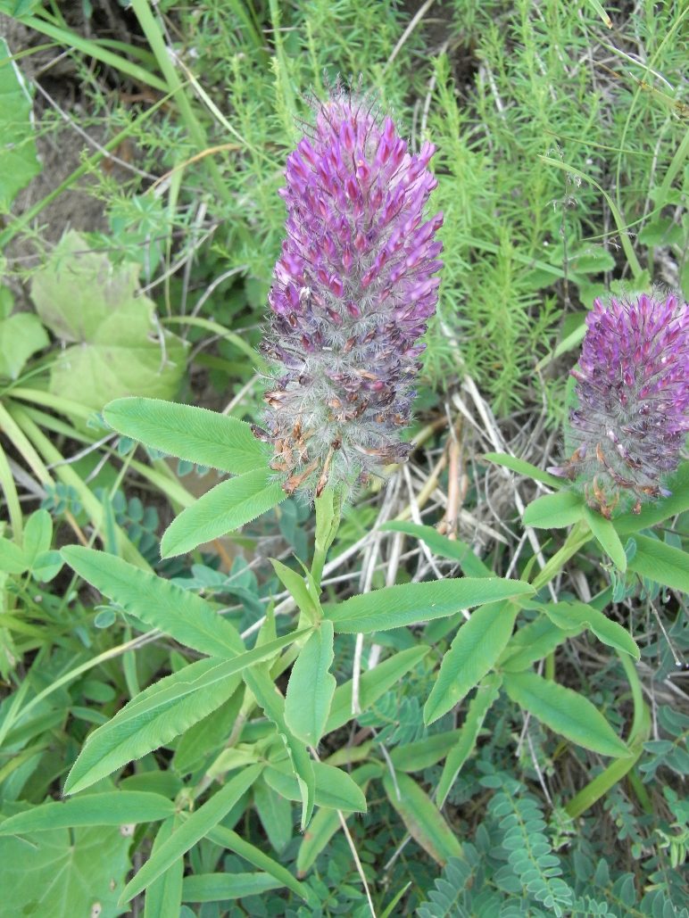 Trifolium rubens