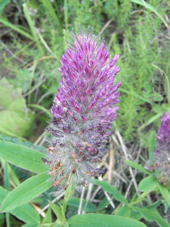 Trifolium rubens