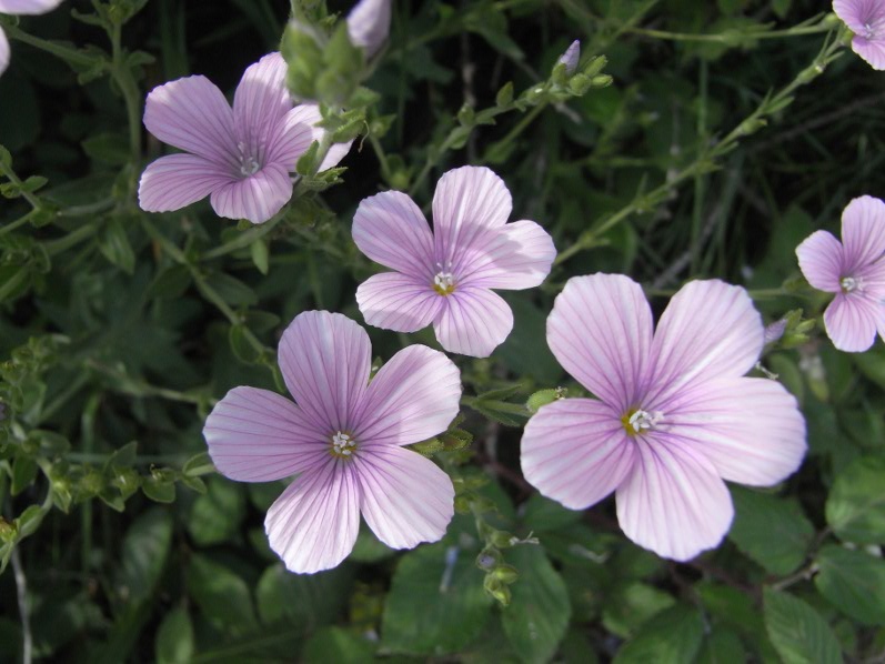 Linum viscosum L.