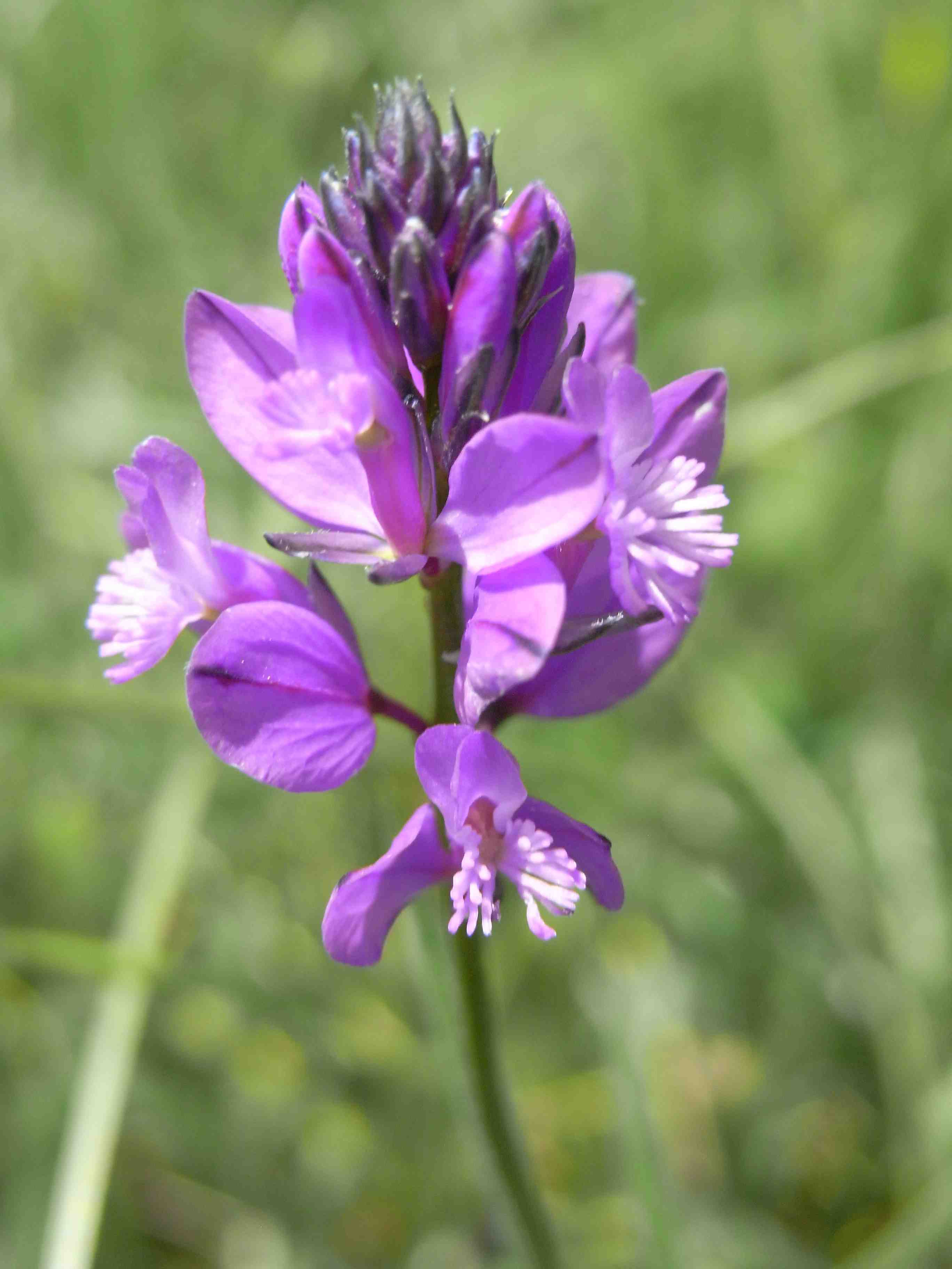 Polygala sp.