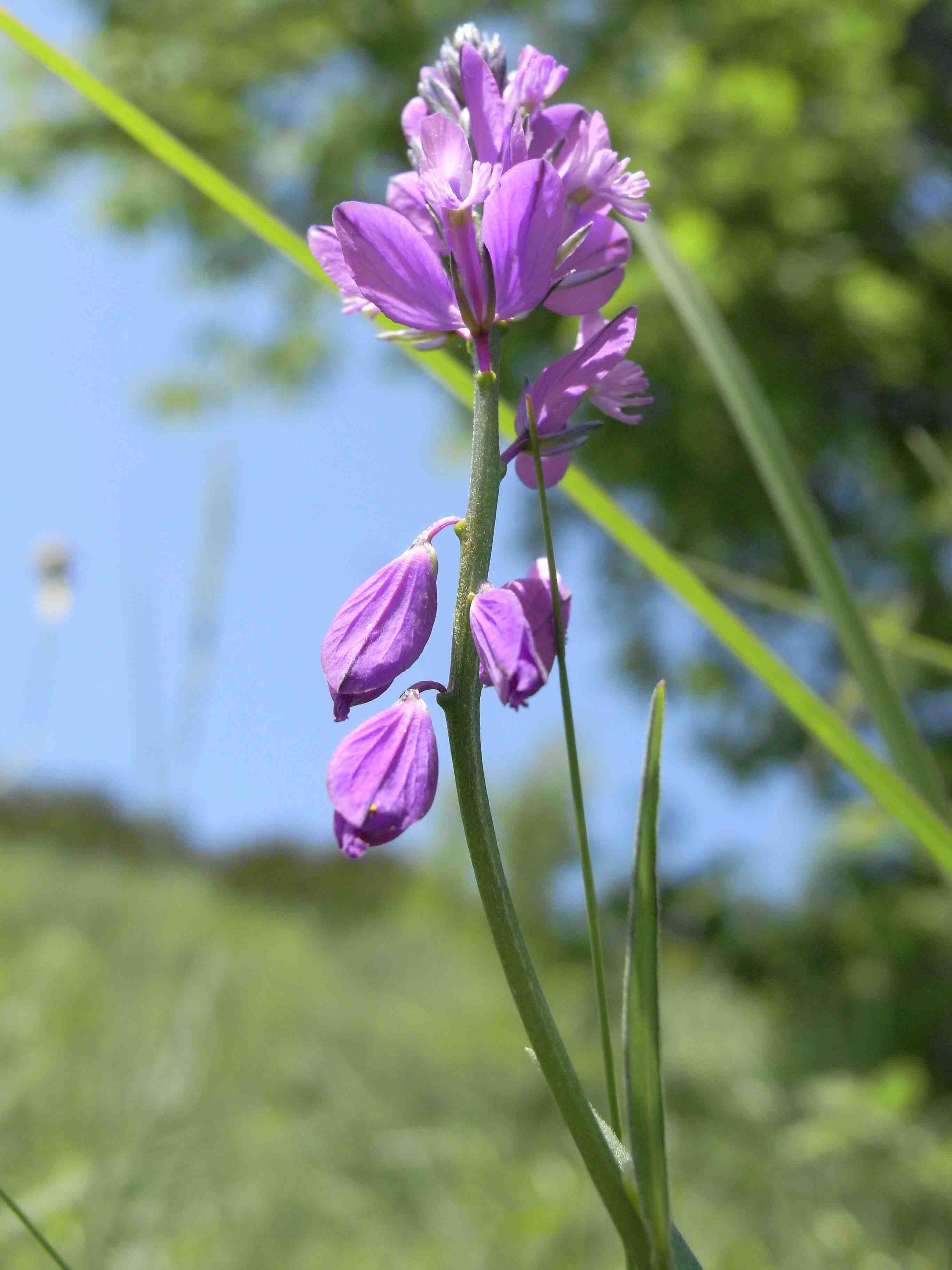 Polygala sp.