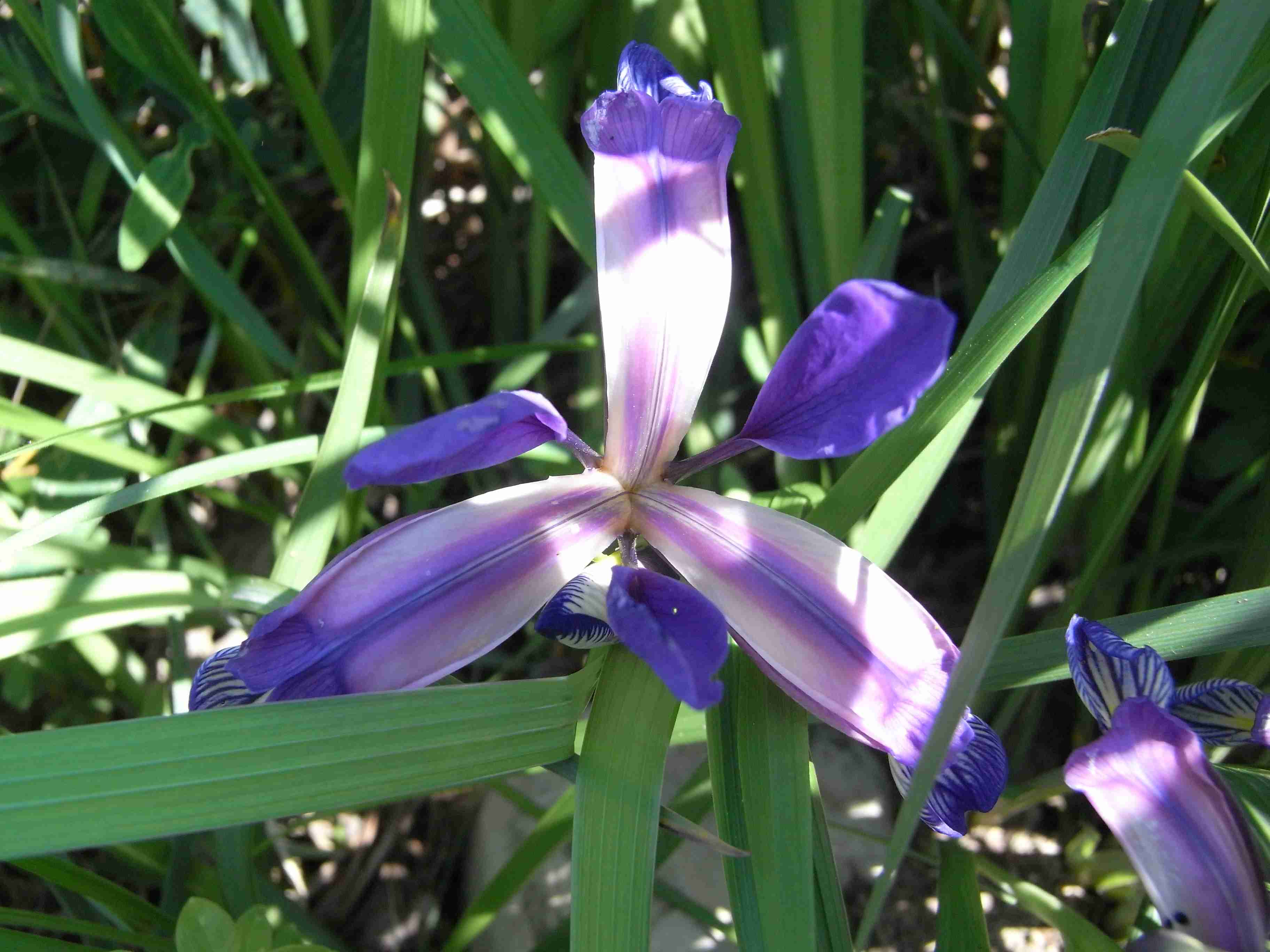 Iris selvatico ? - Iris graminea