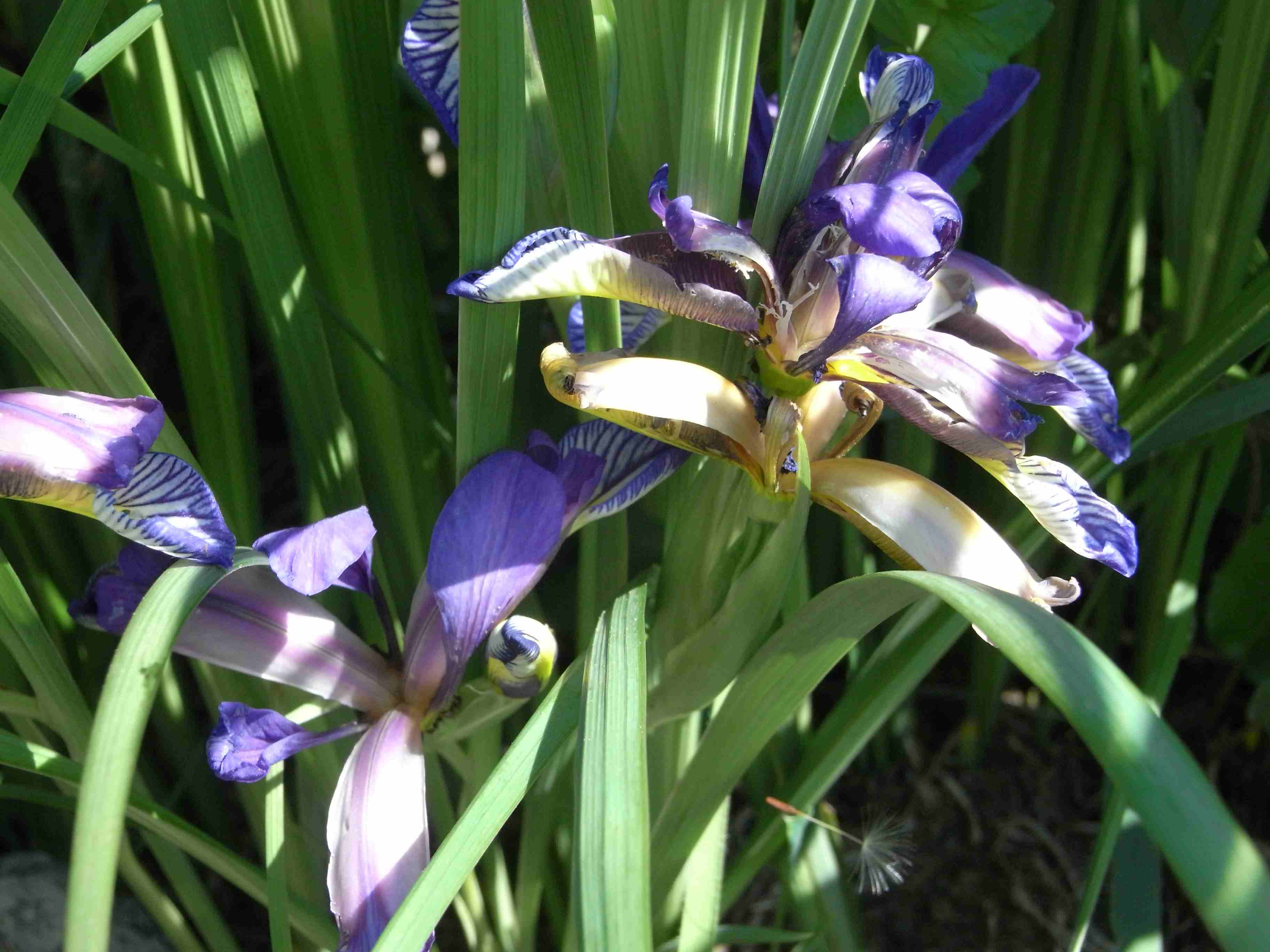 Iris selvatico ? - Iris graminea