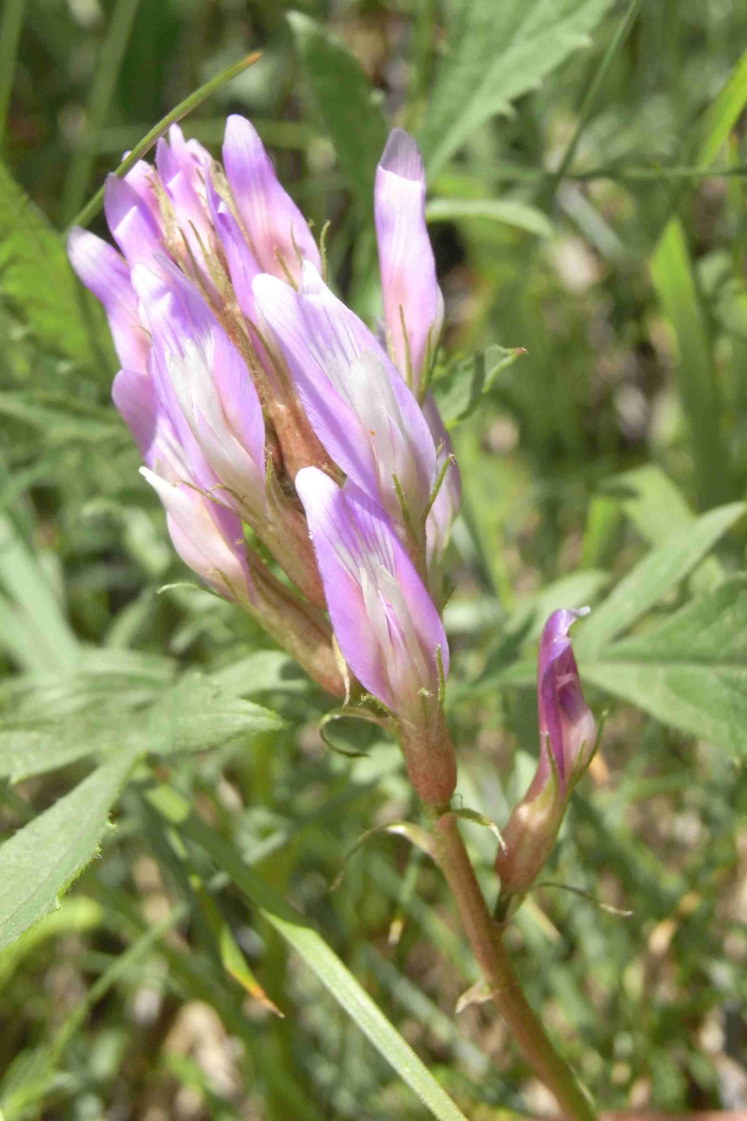 Fiore di Astragalus monspessulanus