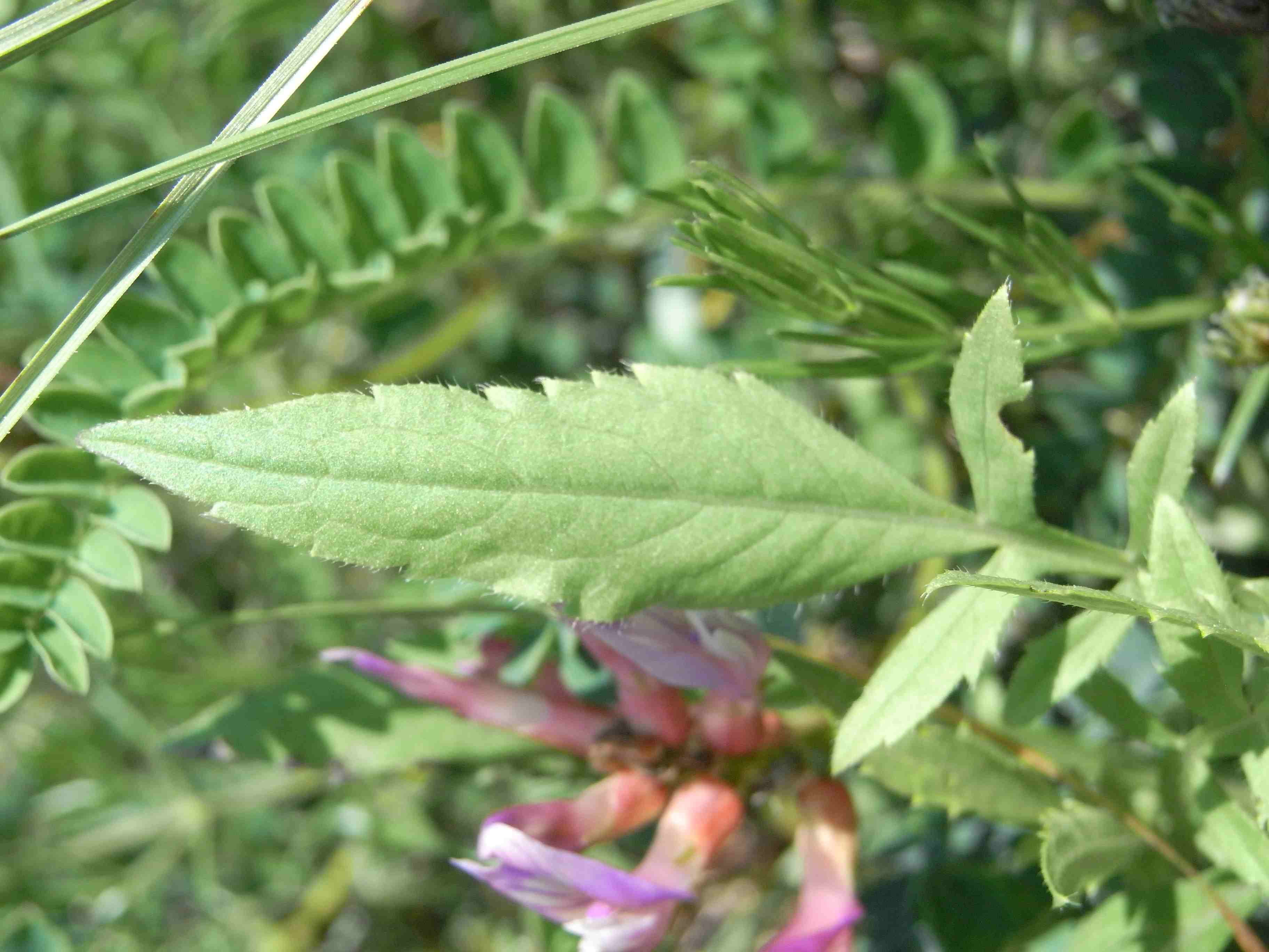 Fiore di Astragalus monspessulanus