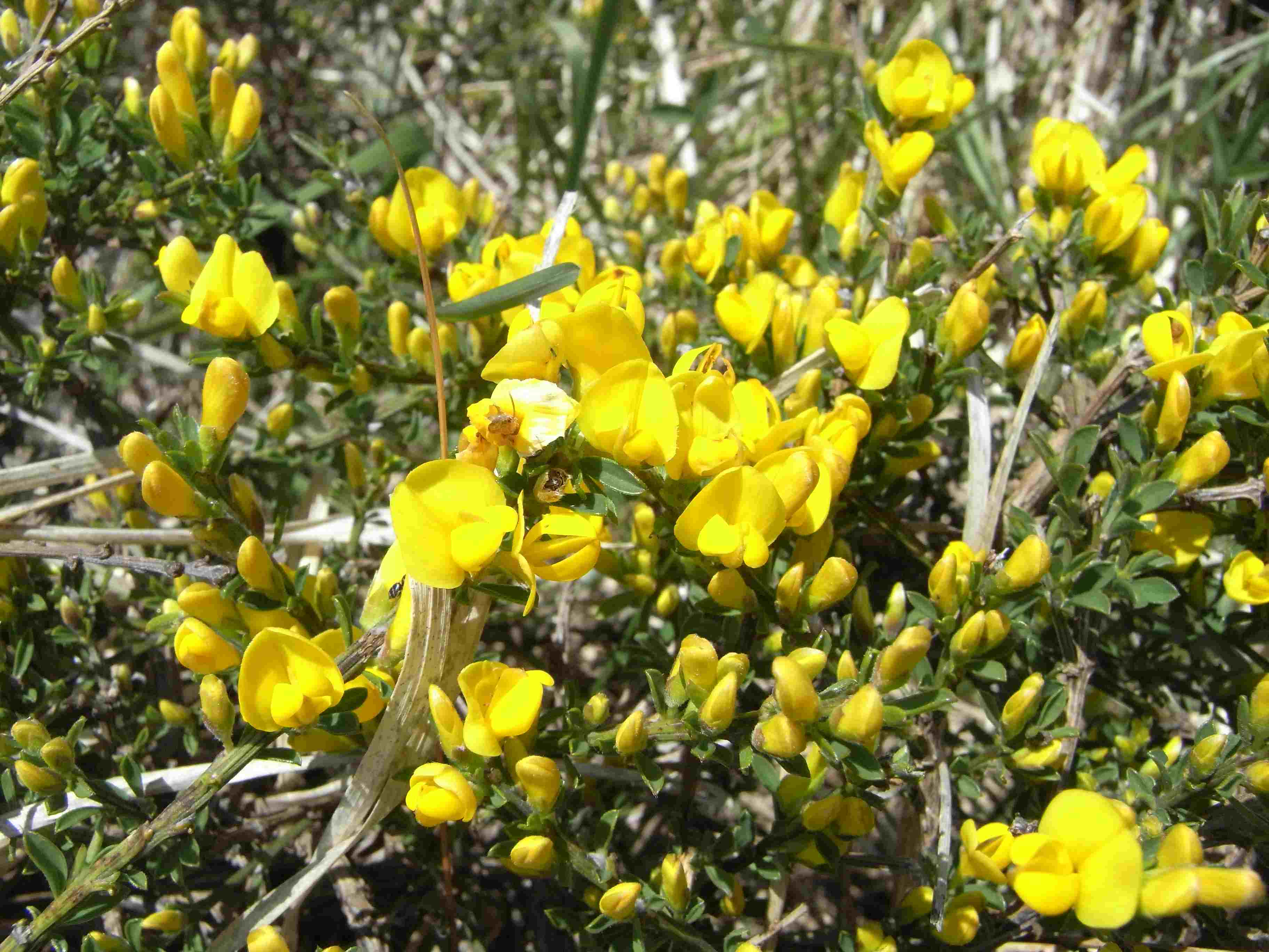 Cytisus scoparius