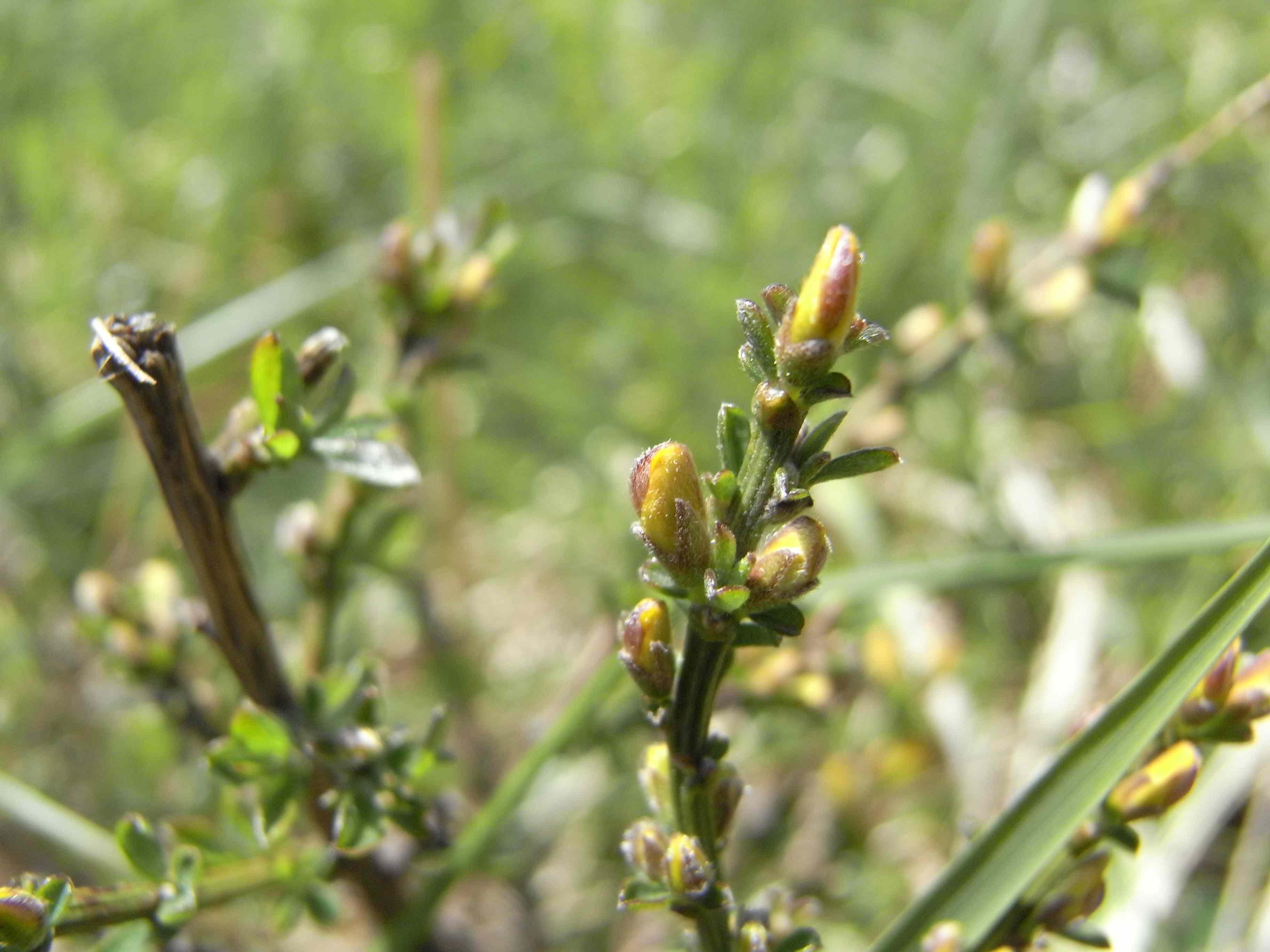 Cytisus scoparius