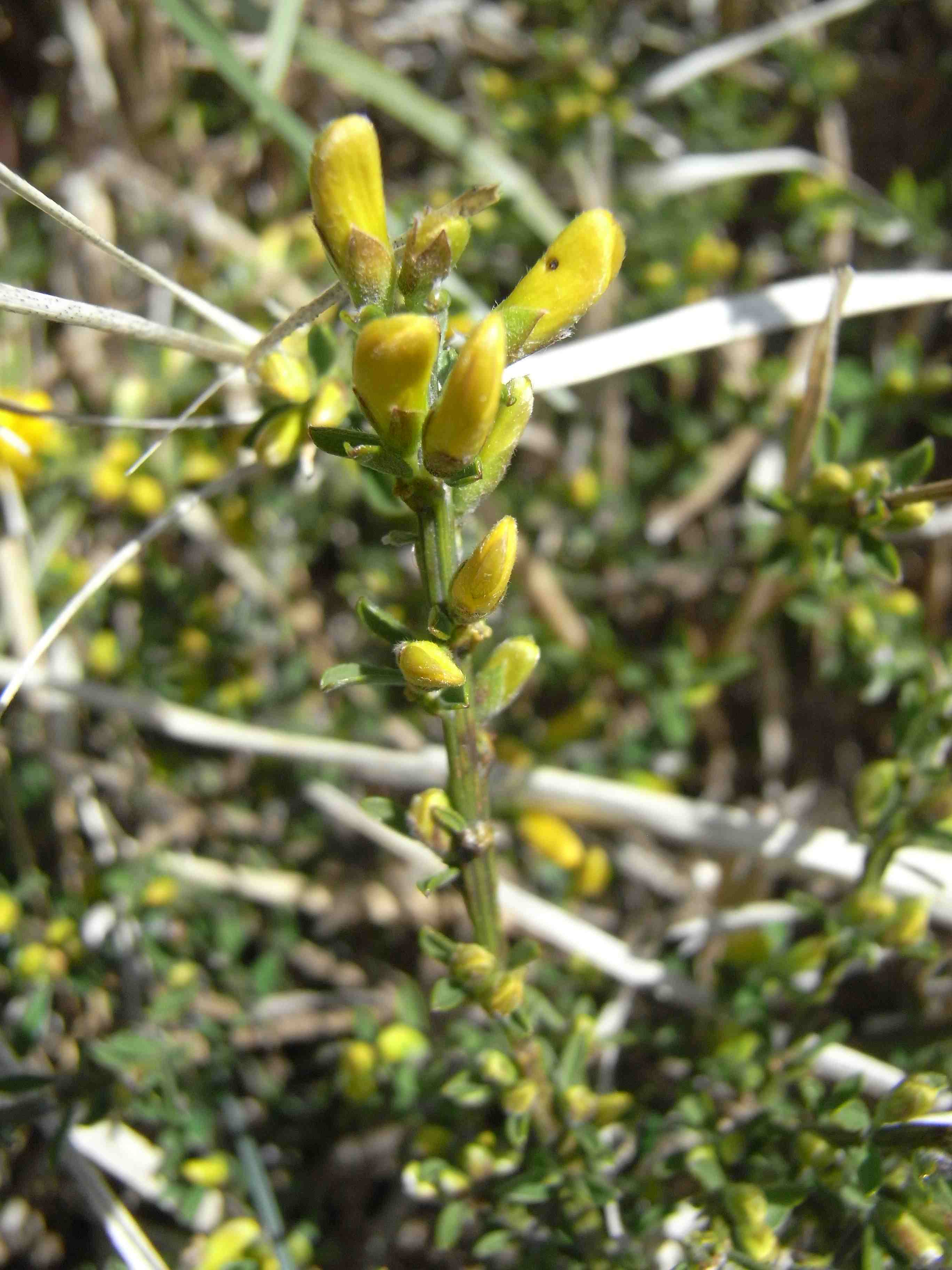 Cytisus scoparius